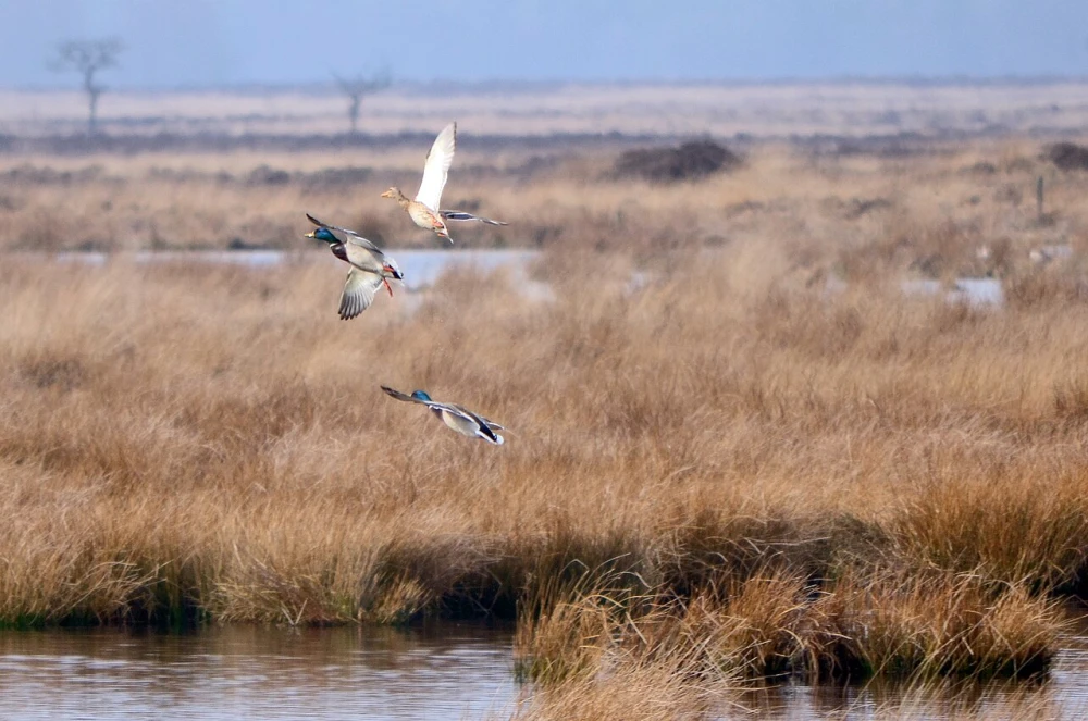 Eenden op Dwingelderveld
