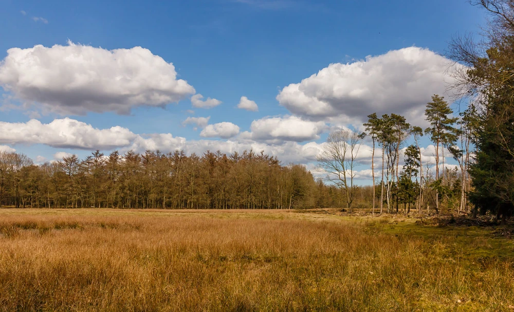 Dieverzand in het Drents-Friese Wold
