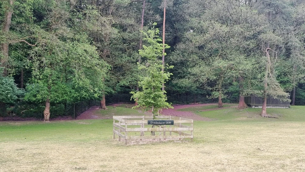 Vredesboom in de Hertenkamp